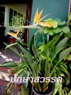 ปักษาสวรรค์ Strelitzia