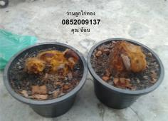  ว่านลูกไก่ทอง 