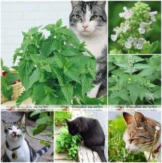 แคทนิป - Catnip Herb For Cat