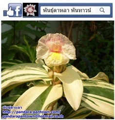 เอื้องหมายนาสามสีใบด่าง