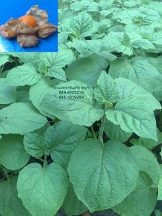 โทงเทงฝรั่ง(cape gooseberry)