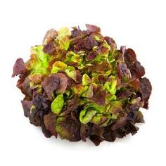 Oak Leaf Lettuce