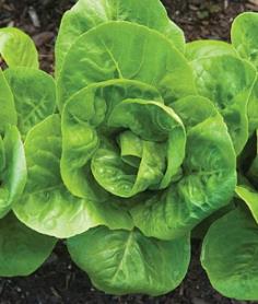 Cos Little Gem Lettuce