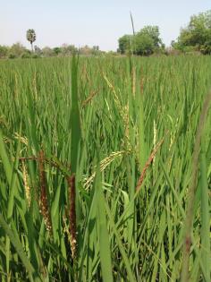 ข้าวไรซ์เบอรี่ (Organic Rice)