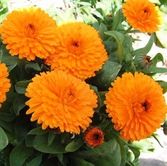 ดาวเรืองหม้อ สีส้ม -เมล็ดพันธุ์  orange calendula -seeds