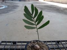 Encephalartos dolomiticus