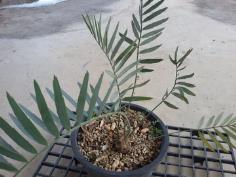 Encephalartos nubimontanus