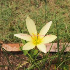 บัวดินสีเหลืองอ่อน &quot;Bangkok Yellow&quot;