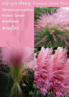 หญ้าภูเขาสีชมพู Pampas Grass Pink