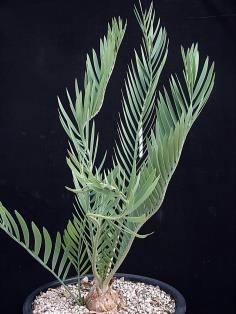 Encephalartos middelburgensis &quot;avontuur&quot;
