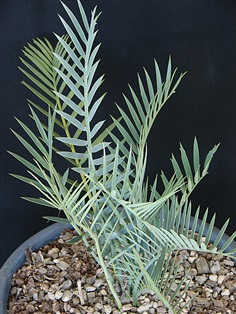 Encephalartos lehmannii 