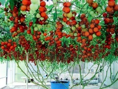Giant Italian Tree Tomato 