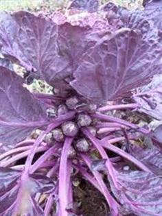 Purple Brussel Sprout 