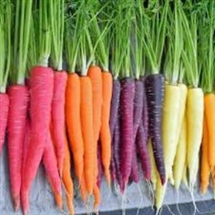 Rainbow Carrot 