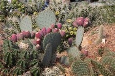 Opuntia Macrorthiza   