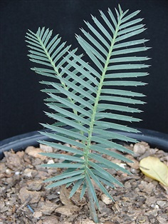 Dioon argenteum