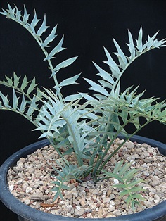 E.horridus