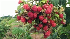 ราสเบอร์รี่ raspberry 