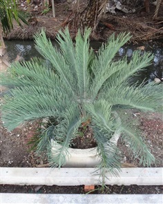 ปรง (Cycas  cairnsiana)