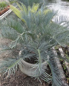 ปรง (Cycas Couttsiana)