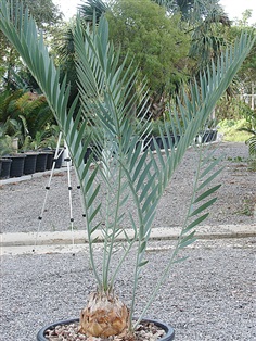 Encephalartos middelburgensis