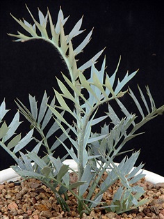 E.horridus