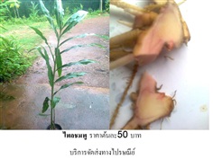 ไพลชมพู(บริการส่งทางไปรษณีย์) 