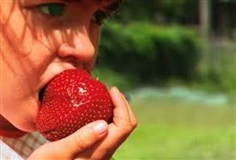 Giant Strawberry 