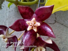 Hoya Imperials โฮย่าจักรพรรดิ์