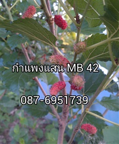 หม่อนกินผล มัลเบอร์รี่ กำแพงแสน 42