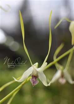 จำหน่าย Dendrobium antennatum &#39;Longhorn&#39;