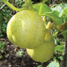  Cucumber Crystal Lemon (Apple) 