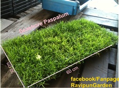 Seashore Paspalum 