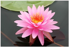 บัวสุปราณีพิงค์