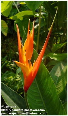  Heliconia densiflora &#39;Fire Flash&#39;  