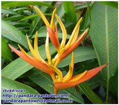 Heliconia marginata x psittacorum &#39;Nicke