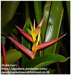 Heliconia Subulata