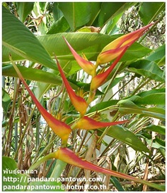 Heliconia latispatha &#39;Distans&#39;