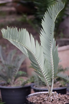 Encephalartos eugene-maraisii &quot;kransberg