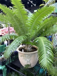 ปรงไดอูน (Dioon spinulosum)