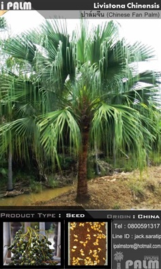 เมล็ดปาล์มจีน (Livistona Chinensis)