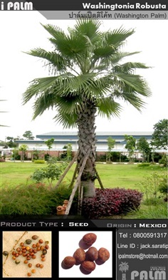 เมล็ดปาล์มเป็ตติโค้ท(Washingtonia Rob.)