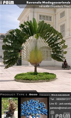 เมล็ดกล้วยพัด(Ravenala Madagascariensis)