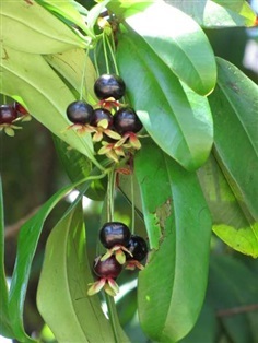 ต้นเชอร์รี่บราซิล - Eugenia brasiliensis
