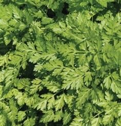 Chervil 