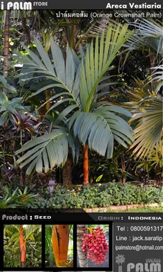 เมล็ดปาล์มคอส้ม (Areca Vestiaria)