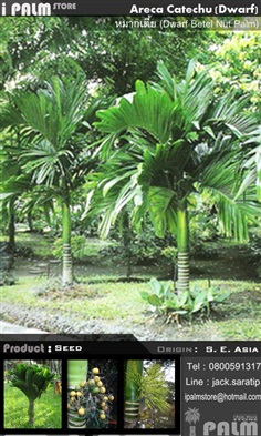 เมล็ดหมากเตี้ย(Areca Catechu Dwarf)