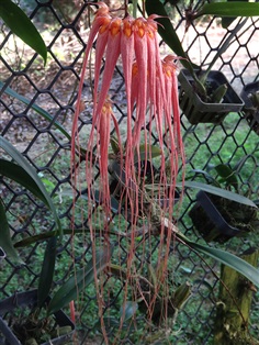 Bulbophyllum longissimum