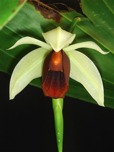 Coelogyne usitana