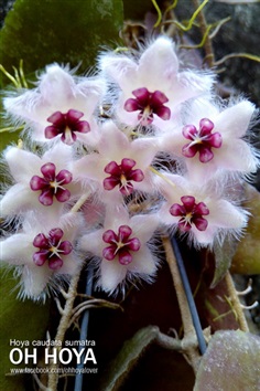 hoya caudata